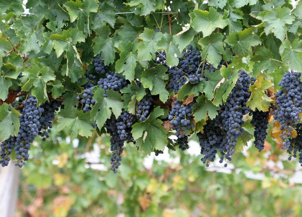 Wine_grapes